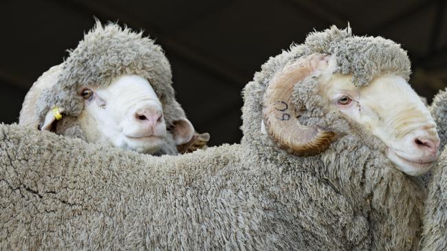 Strong demand from China is forecast to increase wool prices.