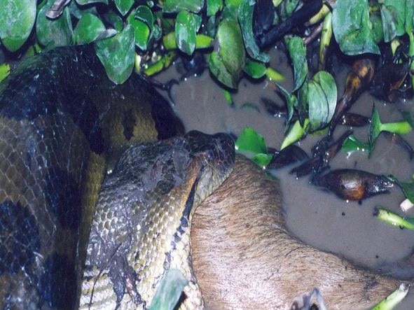 A northern green anaconda eating a deer. Jesus Rivas.