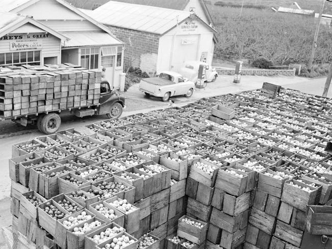 Apples in the Huon Valley, ready for transport, in 1954. Picture: Mercury historical archive