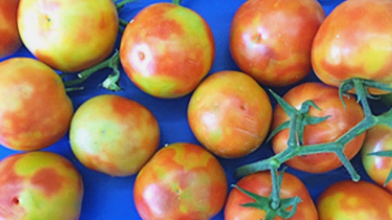 Examples of fruit affected by tomato brown rugose fruit virus. Picture: Department of Primary Industries