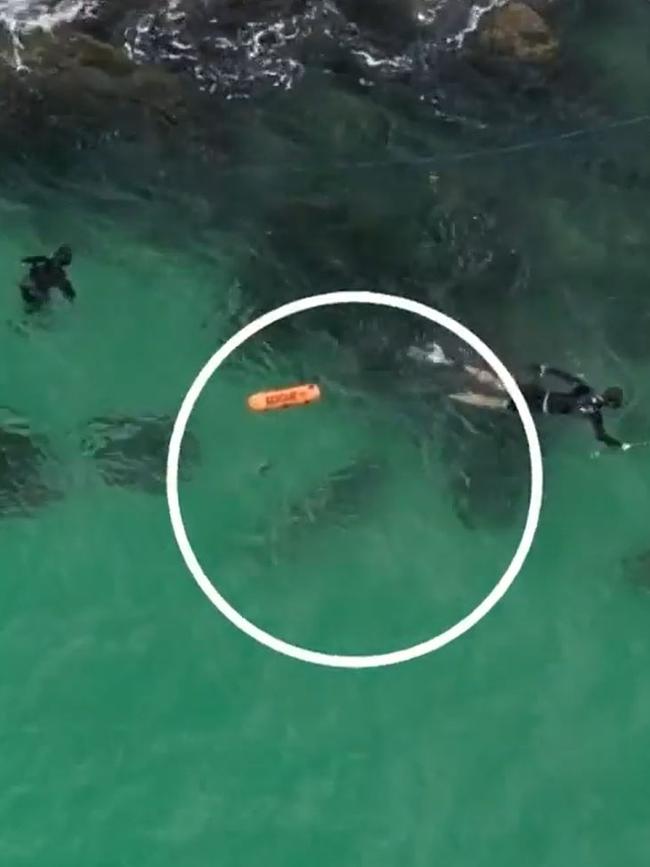 It swam directly under the group before one of them noticed. Picture: Picture: Emily Howman / News Media Network