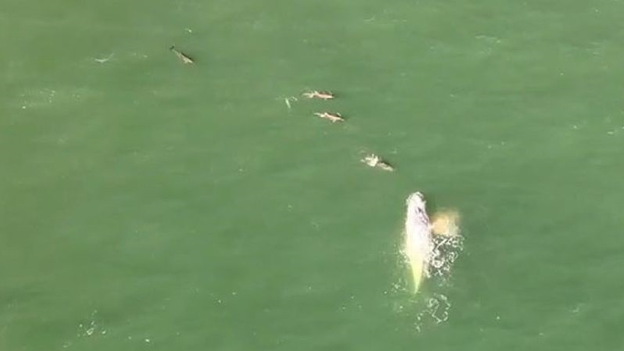 A Queensland teenager has managed to capture a rare white humpback whale swimming with its new offspring along the New South Wales coast. Picture: 9News