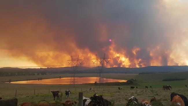 Cattle seek shelter from the blaze. Picture: Ionee Reid