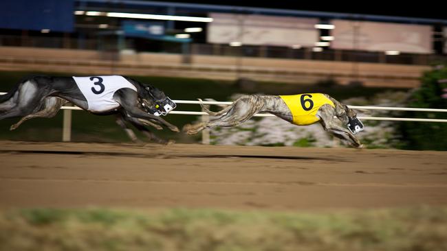 Four greyhounds were found buried in a pit at Ian Anderson’s registered kennelling property.