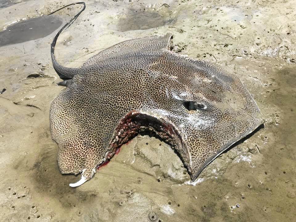 A stingray with almost identical bite marks was found at Corio Bay on Monday just metres from where people were swimming. Picture: Cassandra Tooker