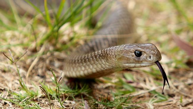 Geelong snake attacks spike across region during first hot day of ...