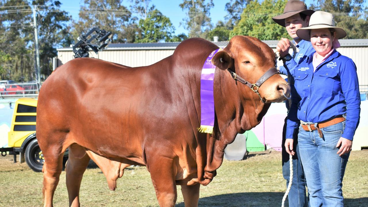 Droughtmasters owners Shane and Sarah Hauschildt with their winning Droughtmaster bull junior bull at the Gatton Show. Picture: Peta McEachern