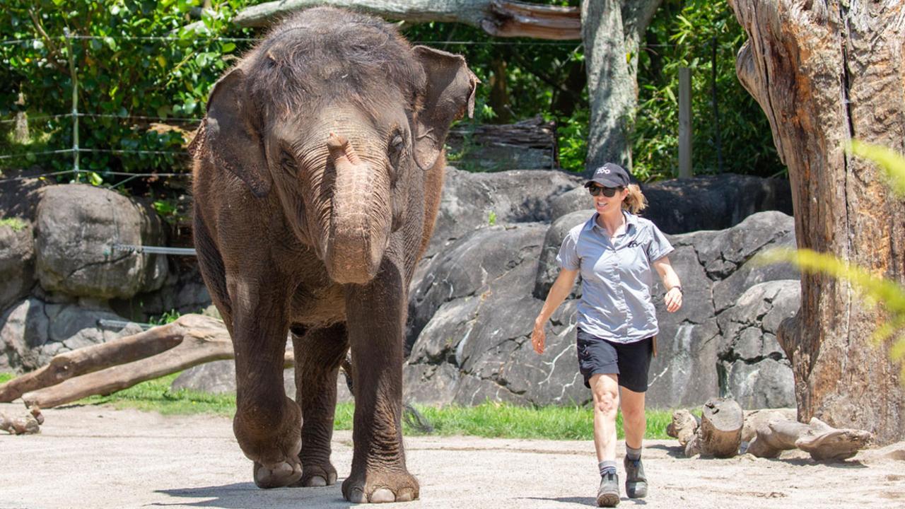 SA elephant fundraiser: Monarto Safari Park, Adelaide Zoo hope to bring  three Asian elephants to the state | The Advertiser