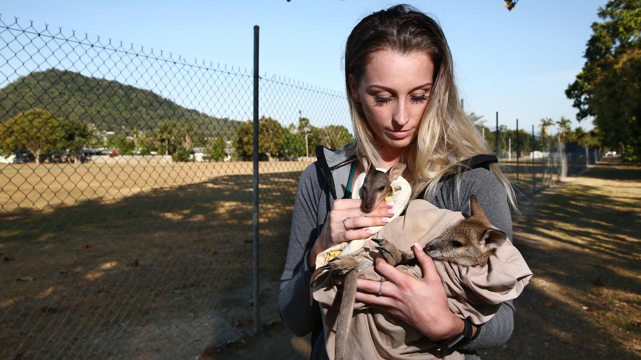 Cairns wallaby deaths: Sixteen attacked at Trinity Beach in early ...