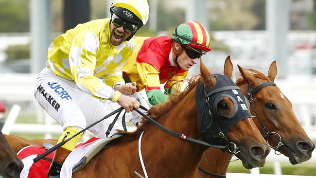 Criterion is ready to peak in the Queen Elizabeth Stakes. Picture: Colleen Petch
