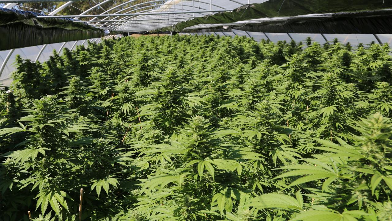 Bid for Aussies to legally grow and smoke pot