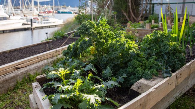 The vegetable garden outside Marina cafe in Derwent Park. Picture: Linda Higginson