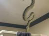‘Oh hell no’: Sneaky snake shocks Byron Bay family