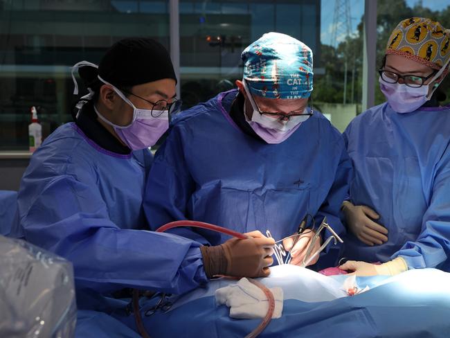 SUNDAY TELEGRAPH 16th NOVEMBER 2021 - EMBARGOED - MUST TALK TO JEFF DARMANIN BEFORE USE.Pictured is Dr Stephen Fearnside (centre) at SASH Animal Hospital at North Ryde in Sydney operating on an injured Wedge Tailed Eagle named Tuross. The Eagle was handed in to Wildlife Rescue South Coast after a property owner found the bird floundering on her property.The diagnosis is a broken leg which the surgeons will fix with a rod and a plate. Tuross will then undertake rehabilitation until being released into the wild again.Picture: Richard Dobson