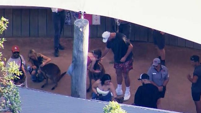 The pair were captured getting up close and personal with Australian wildlife. Picture: 9 News