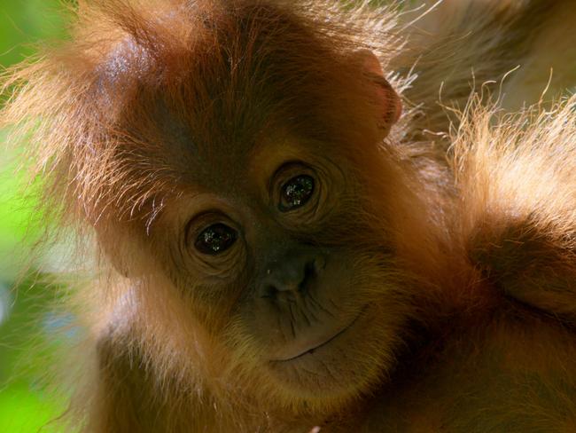 Palm oil production critically endangers the orangutan. Image taken from David Attenborough: A Life on Our Planet.