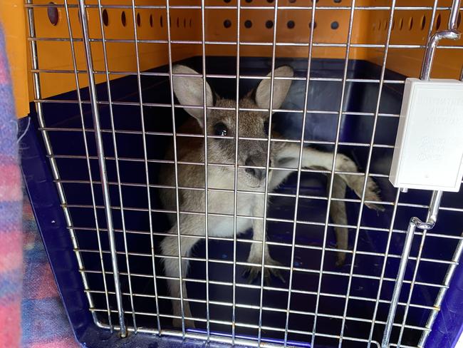 A Queensland family thought the wallaby had hopped away.