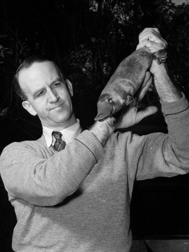 Biologist David Fleay was put in charge of the mission to find a platypus for Churchill. Picture: State Library of New South Wales