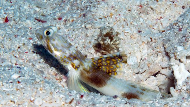 The Lady Elliot Shrimp Goby was discovered hiding “in plain sight” for the first time by University of the Sunshine Coast researchers. Photo: UniSC