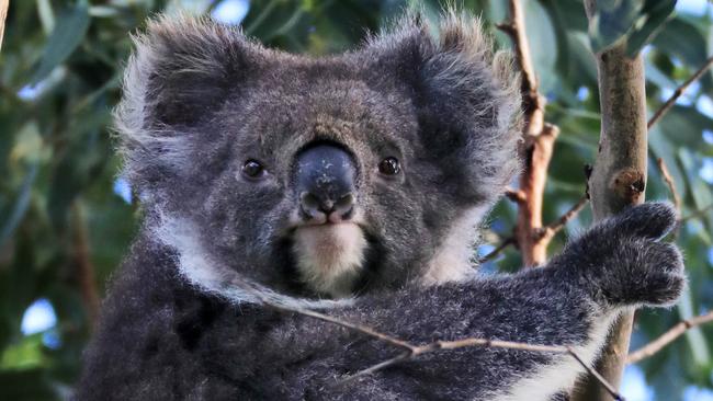 Secret koala cull fails to solve Otways starvation crisis | The Australian