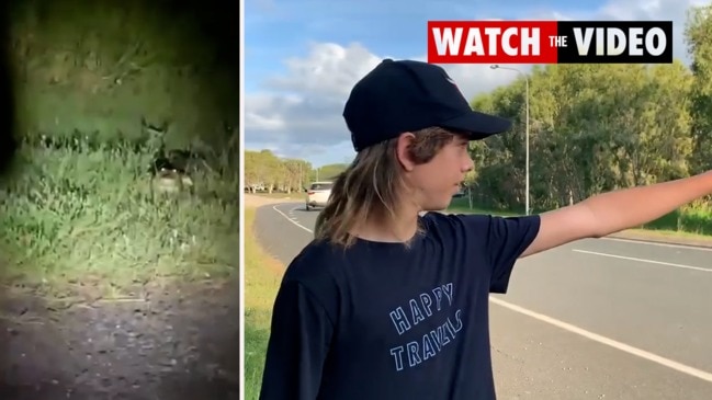 Crocodile spotted on suburban road in Mackay