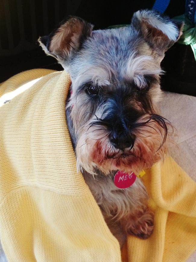 Meg: Meg borrows her human’s jumper to get through these chilly winter mornings.