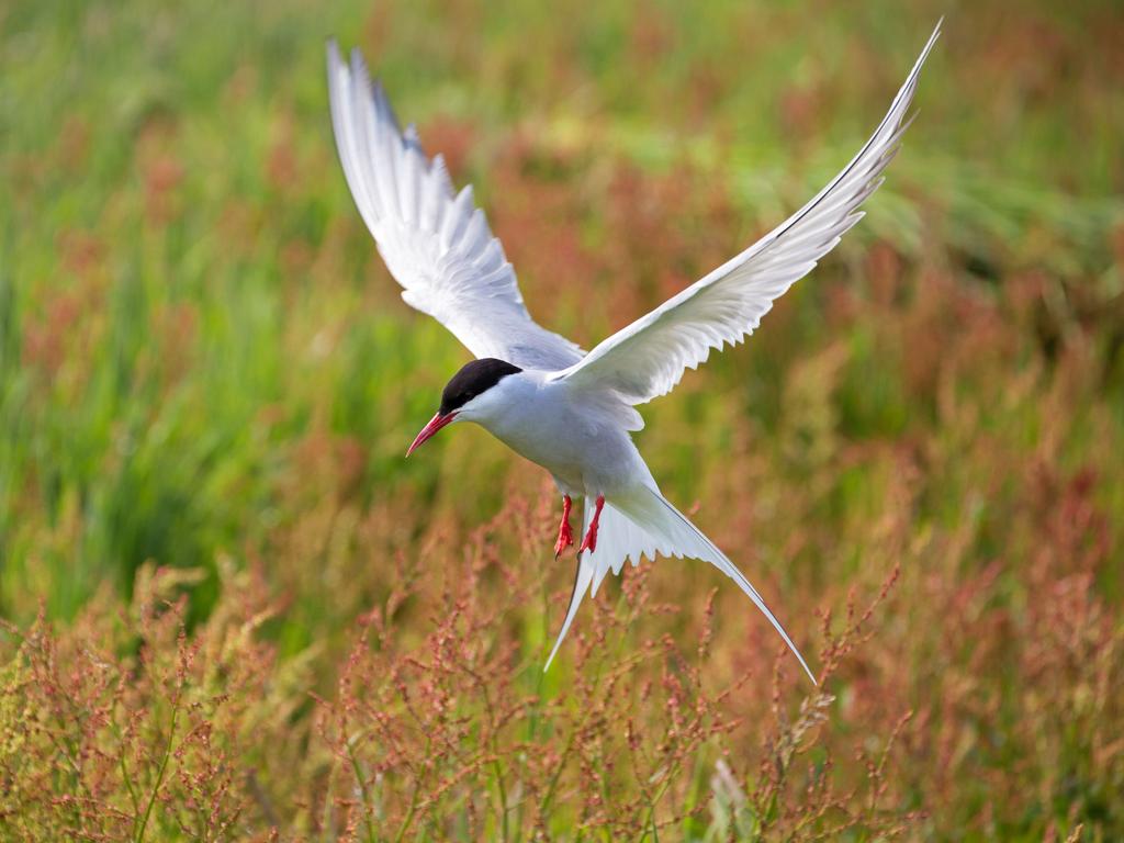 Today, the island is used for grazing sheep and is an important sanctuary for nesting birds, such as Arctic terns. Picture: Alamy