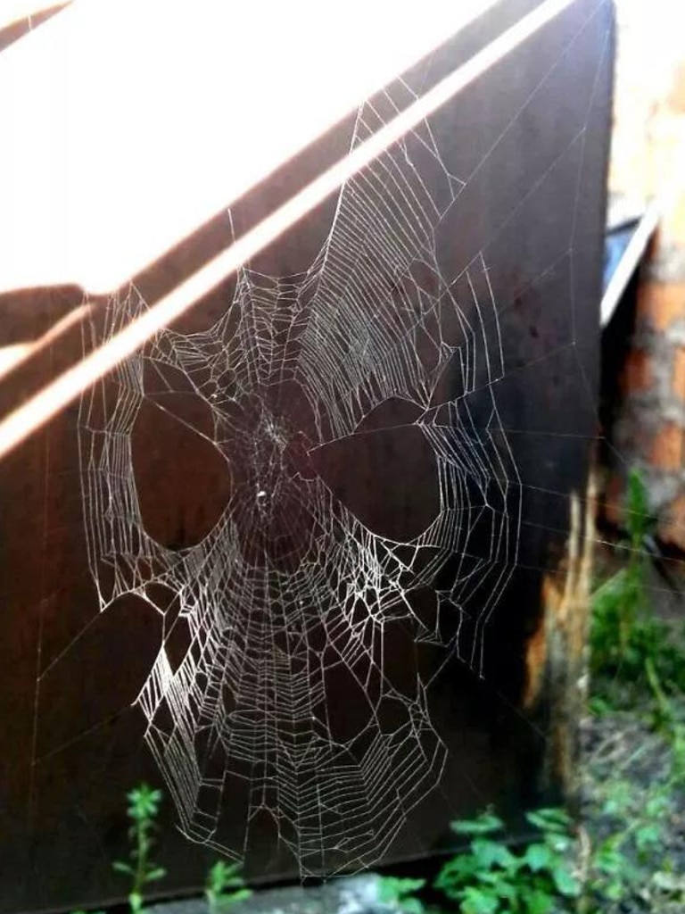 This spider's web looks like a Spider-Man mask.