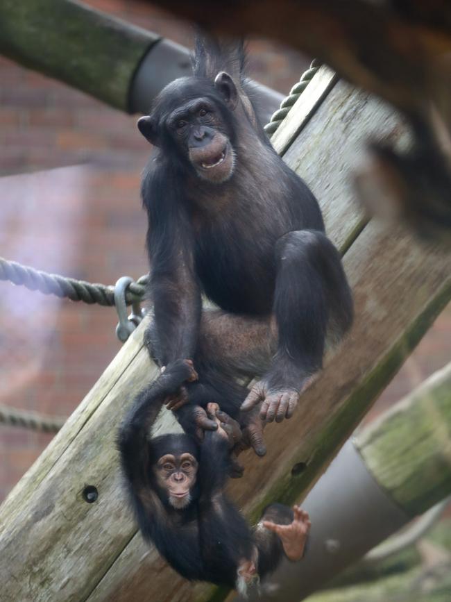 Taronga Zoo’s cchimpanzees playfully ready themselves for visitors again, including 1-year-old Safiri and mum Shiba. Picture: Toby Zerna