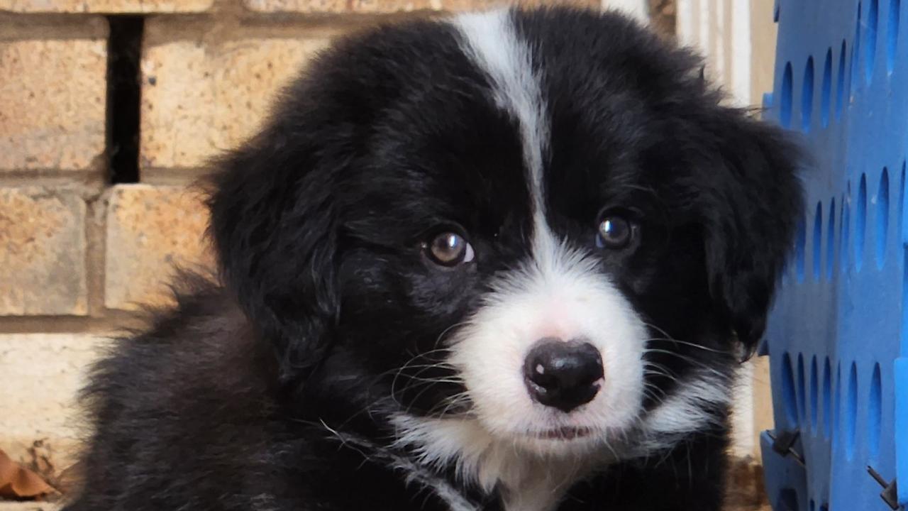 Four-month-old Louie the Border Collie took home the crown as Chinchilla's cutest dog for 2023. Picture: Nathan Colhoun