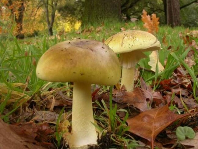 Toxins from death cap mushrooms might need to be sourced from overseas. Source: Royal Botanic Gardens Victoria