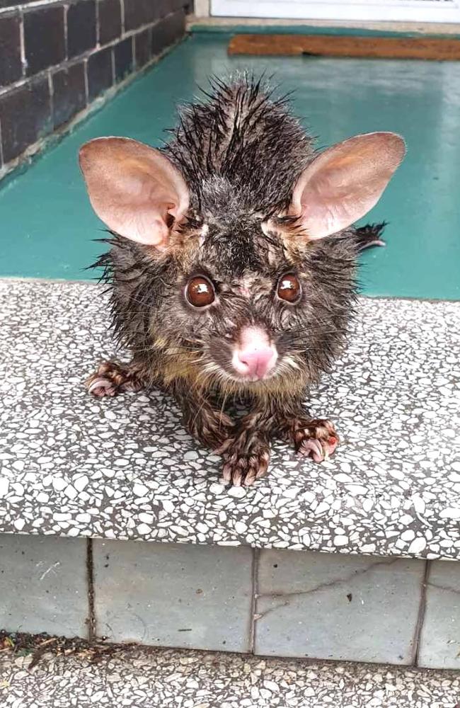 Bolt the brush-tailed possum was found injured and waterlogged on the front porch of a Mascot residence.