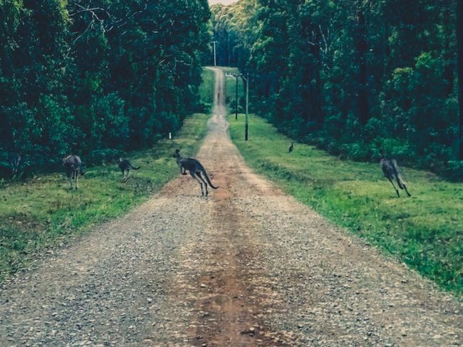 As police continue to investigate a number of frightening incidents of shots being fired in the South Burnett, illegal hunters near Kilkivan and Goomeri are firmly in police sights.