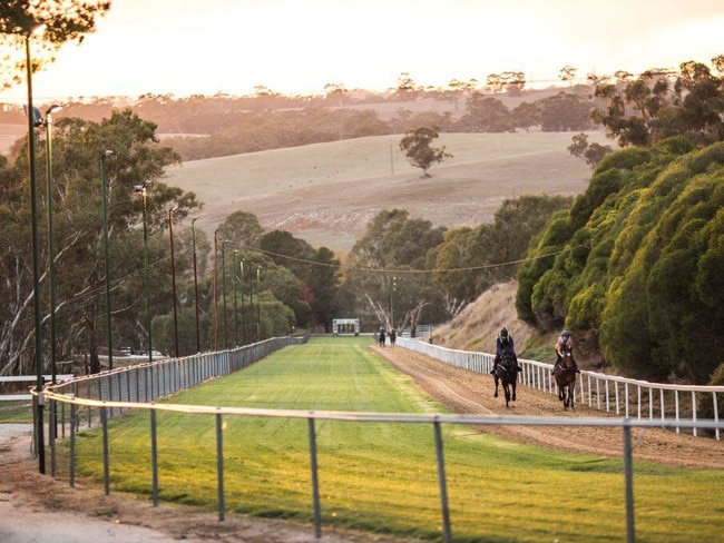 Horses work at Angaston Park, formerly known as Lindsay Park. Picture: Racing SA