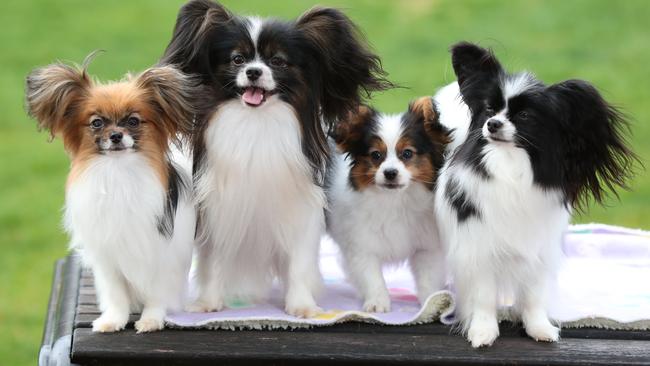 Kristy Lewis’ papillons with Nick, Candy Cane, Katie, and Dandy. Picture: Tait Schmaal.