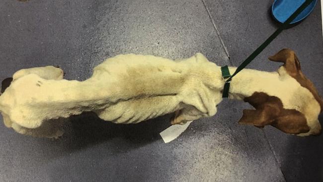 Zlate Talevski, of Barrack Heights, has pleaded guilty to animal cruelty after his dog was found by the RSPCA with tumours and seriously underweight. Picture: RSPCA.