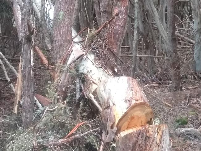 Damage caused by illegal firewood harvesting in the Wentworth Creek Forest Reserve in the state's central highlands. Locals say several hundred trees have been removed.