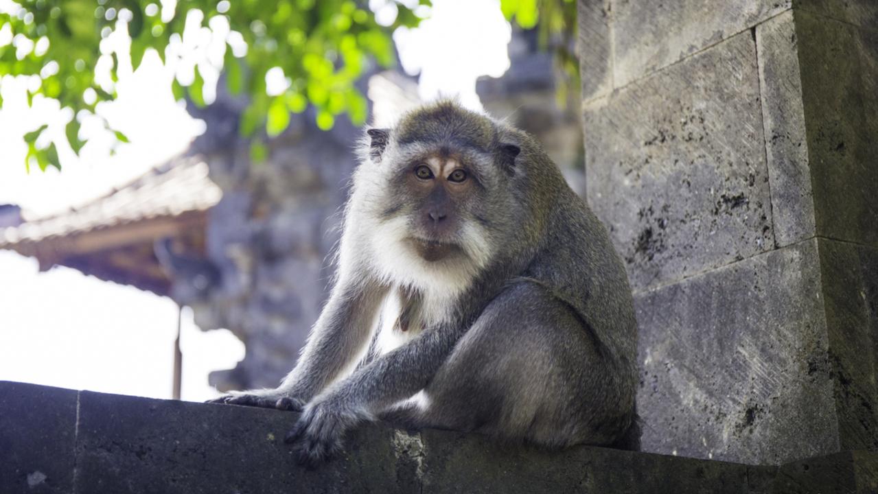 One Australian insurance company has paid out $17,000 in the last five years because of monkey thefts in Bali. Picture: istock