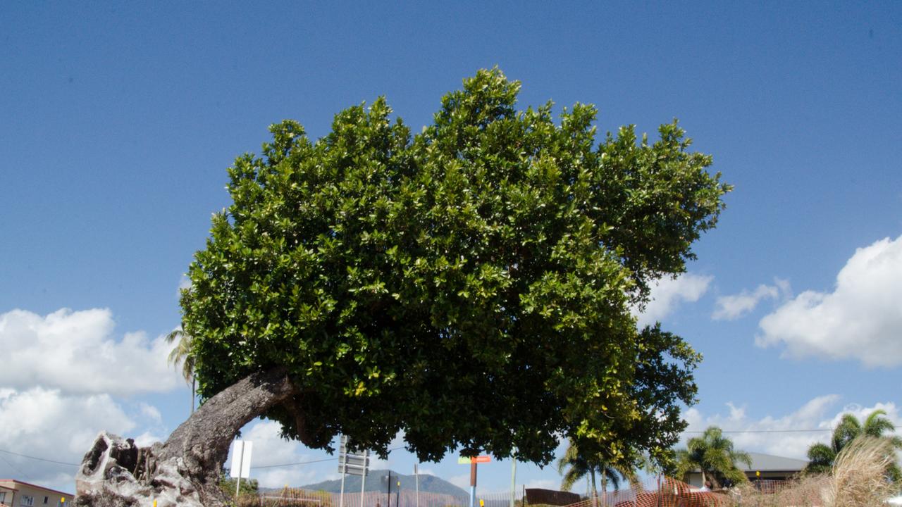 Cardwell: The removal of a Calophyllum in Cardwell has been scaled back ...