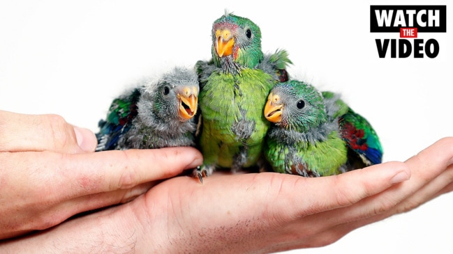 Baby swift parrots born as part of breeding program