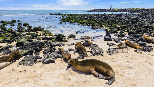 Fur seals on the beach.