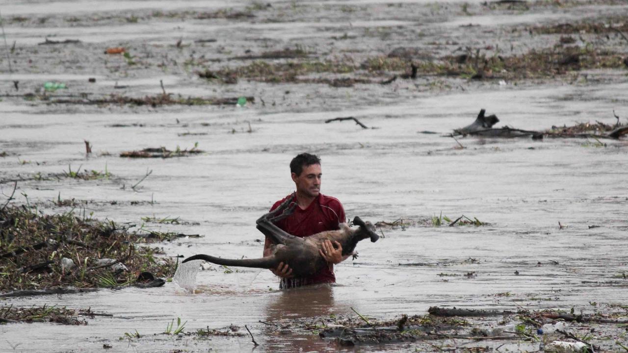 The man who entered the flood waters to rescue the kangaroo at the bridge at One Mile in Ipswich. Pic. Nick De Villiers