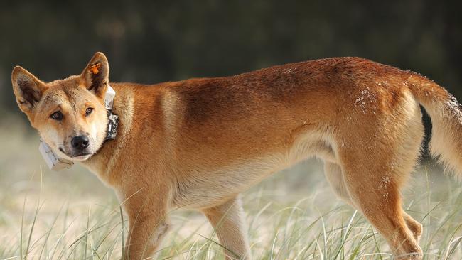 A tagged dingo on K’gari following an attack this week. Picture: Liam Kidston