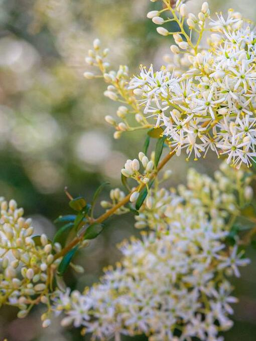 Sweet Bursaria.