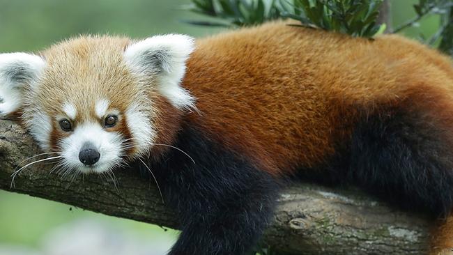 How to meet a cuddly red panda | Gold Coast Bulletin