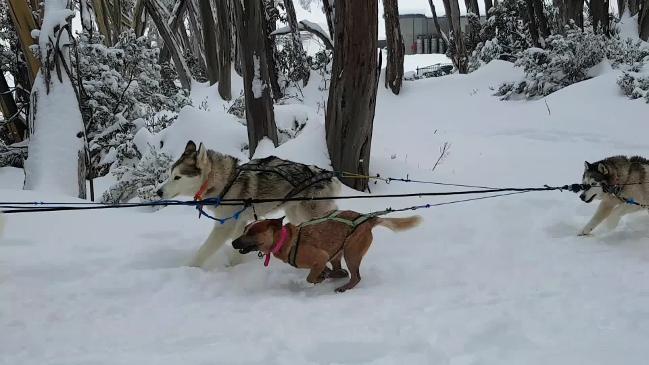 Mt baw baw store huskies