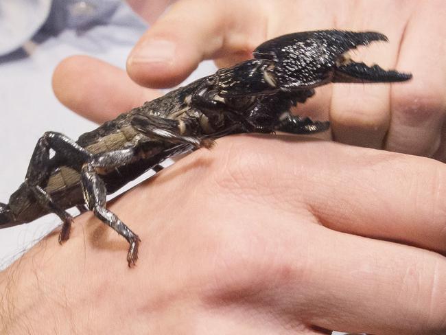 A tropical species expert shows a scorpion (Pandinus Dictator) during a press conference in Paris, France, Thursday, Oct. 1, 2015. On Sept.18 and 22 2015, 115 scorpions, a protected species, were seized by customs officers at Paris Charles de Gaulle airport coming from Cameroon and going to the United States. (AP Photo/Jacques Brinon)