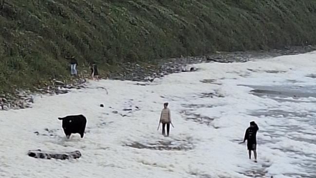 Cows have been rescued from floodwater inundating Wallabi Beach. Picture: Facebook