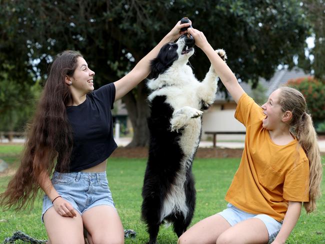 Ruby the border collie with Scarlett and Summer playing in their local park. Picture: Kelly Barnes