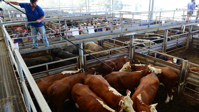 Livestock slaughter figures for the October to January quarter have been released. Picture: Zoe Phillips